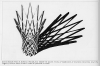 Le ombre 01.gif (279267 byte)